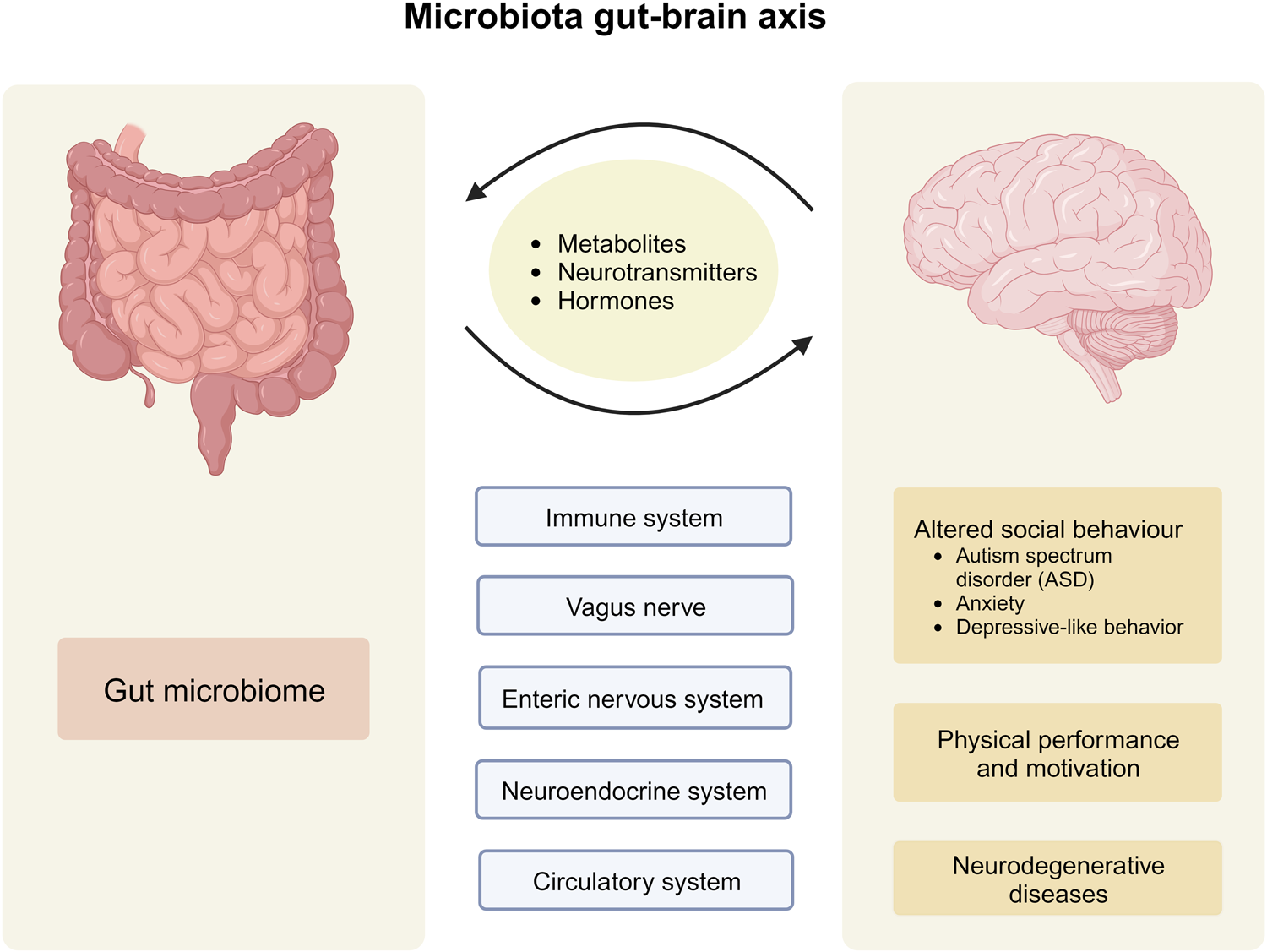 Gut-Brain Connection: Key Insights into Neurodegenerative Diseases