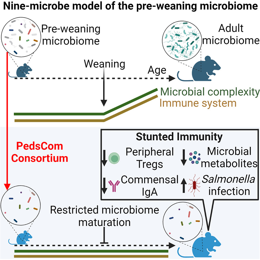 Arresting microbiome development limits immune system maturation and resistance to infection in mice