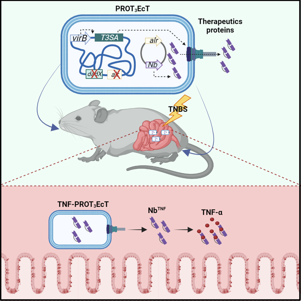 Engineered Escherichia coli for the in situ secretion of therapeutic nanobodies in the gut