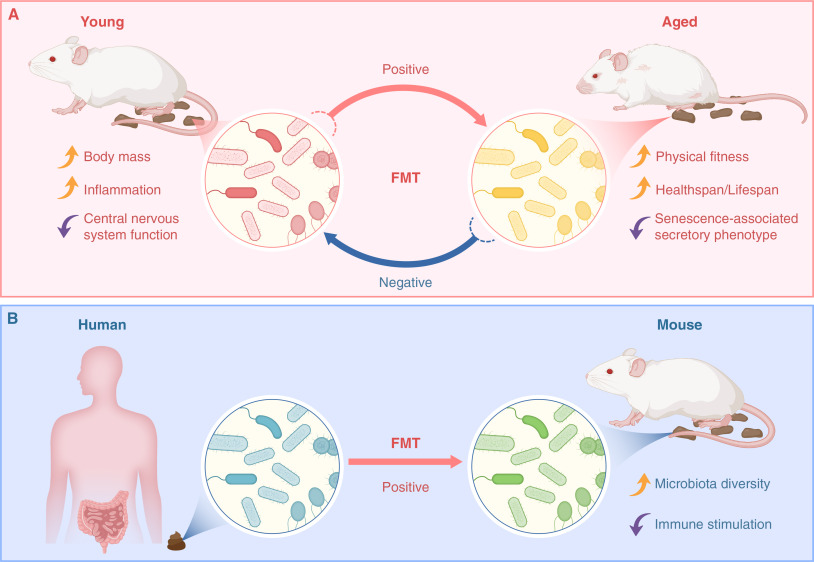 Fecal Microbiota Transplantation Emerges as a Novel Strategy to Combat Aging
